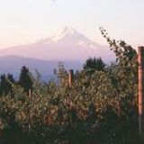 Sweet Wine