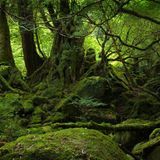 Speech of The Forest
