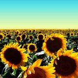 Dave Allison- Summer Sun Mix
