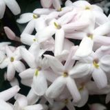 بيّاع الياسمين - لبنى نعمان