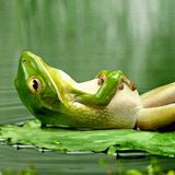 The Eclectic Frog Mix May 2015 - Sirona Sessions - Jonny the Fighter Pilot