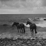 Horses by the sea