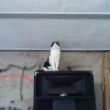 Don´t stress the mighty cat