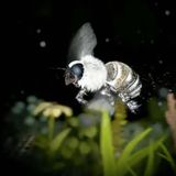 I'm a King Bee