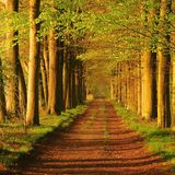 Deluxe Session - Temperate Forest