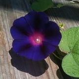 LughnaSea - Ecstatic Dance - July 30 2014