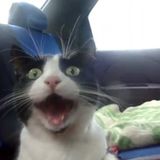 Opuscle