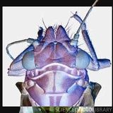 DJ Psyllid Psytrance Mix October 2014