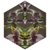 Black Orchid Mix