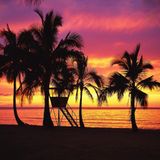Primavera Tropical