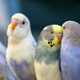 Flanagan's Cove - early morn SUN 14 06 2015 Grande_Parakeet