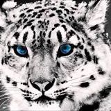 Mix Animals - Martin Garrix BLooteg 2014