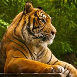 Sleeping Tiger