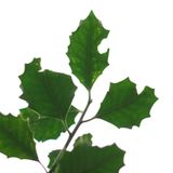 Interview WWOOF Ireland