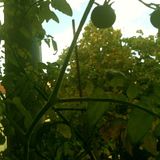 HerbstLess Mix 2012