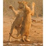 * dancing lions *