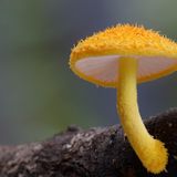 Schizophasia