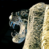 Echo - Freeze