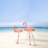 Flamingo Chill - Live mix
