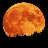 Favor for the Moonlight