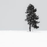 Free Spa Offer Of The Month