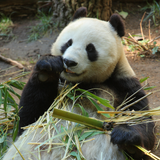 Pandamuseum