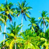 Tropically Trisco (Trippy Disco - Uptempo RnB, Altenative, HipHop and Pop tracks)