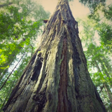Deep Forest World Mix