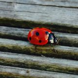 The ladybug's session