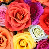 Tanja´s Songs for the Roses