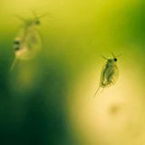 Unsleeping Daphnia 2009