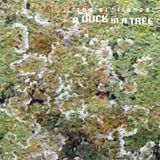A Duck in a Tree 2015-06-20 | Fallen Home