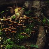 Forest-Vibes