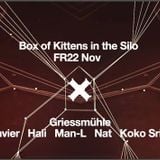 Koko - Box of Kittens - November 2014 - Part 2