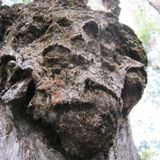 Stepsquatch Forest