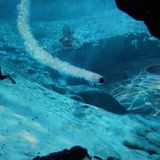 Aqua - Underwater UFO