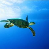 Deep Music for Old Turtles