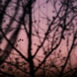 Petrovszky - Spring Podcast (ambient mix)