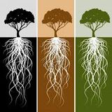 ROOTS VARIATION