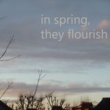 In Spring, they flourish