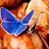 Nass K. - 2 Butterflies (4i & Di special mix)