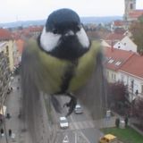 gori mix 7