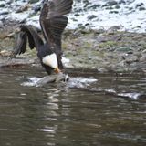 The Eagle and El Condor 3