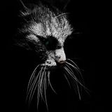 Cat don't love.