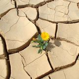 Survive