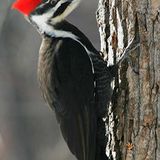 The Woodpecker Mix