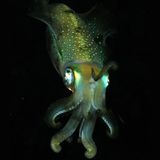 yastaclub_13feb2015_CthulhuTribe_82m