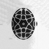HypnoTape Series #2