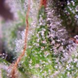 Big Bud - Ripe Trichomes, Twist One Up (a megamix by THC)