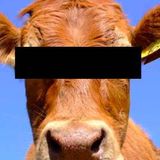 Milk the Cow Podcast DOWNLOAD Episode 1